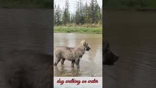 Dog 🐕 walking in river water 💦57kviralshorts [upl. by Ymled]