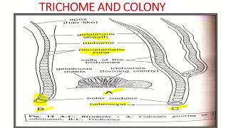 Msc pre paper 1 Rivularia structure and reproduction [upl. by Enninaej]