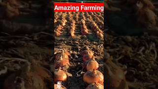 Onion cultivation How is onion cultivation done shorts youtubeshorts shortsvideo minivlog onion [upl. by Sacram]