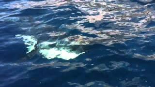 Mako Shark Dragging Spinner Dolphin [upl. by Banebrudge537]