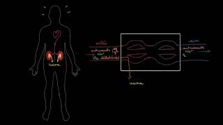 Anatomie et fonctionnement des reins [upl. by Sera]