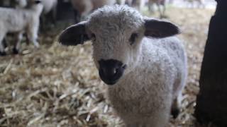 First Swiss Valais Blacknose Sheep in the USA [upl. by Annod]