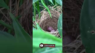 New Nest with 2 eggs  Yellow vented bulbul babybird burung [upl. by Trixy]