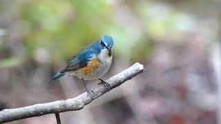 ルリビタキ♂ Part2 ～ Redflanked bluetail small chirp ～ [upl. by Haek339]