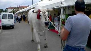 toro chianino di 145 ql alto 205mt mp4 [upl. by Hsatan]