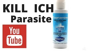 kill ich with cupramine  how to dose cupramine  rotter tube reef [upl. by Countess738]