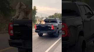 Toyota hilux revo 😎Toyota revo rocco car status for whatsapp foryou shortsfeed viralviralvideo [upl. by Asiil]