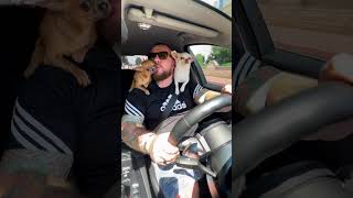 Driving with my chihuahuas The cutest dogs ever chihuahua dog puppy usa pets tiktok [upl. by Bert]