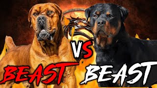 Boerboel vs Rottweiler  Rottweiler vs Boerboel  Powerful Guard Dog  Billa Boyka [upl. by Miranda937]