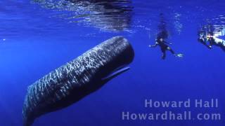 Sperm Whale Encounter  Cachalote en el Mar [upl. by Olleina]