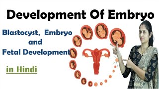 Pregnancy  Development of Embryo  In Hindi  NEET  Embryo development  NEET  MHTCET [upl. by Aym]