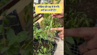 सब्जी जो आसानी से साल में कभी भी लगा सकते हैं Easy growing all season vegetable for new gardeners [upl. by Aneehsal917]