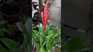 New collection  Bromeliads  Guzmania  Nursery Garden Series Ep  12  indoorplants [upl. by Lerual657]