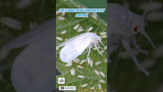 Top 5 Insecticide For Whitefly control Insecticide insecticide whitefly sh [upl. by Gleda]