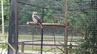 Cleveland Metroparks Zoo animals lay eggs [upl. by Utir983]