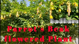 Parrots Beak flowered Ornamental garden Plant Badhara Gmelina philippensis [upl. by Nuarb]