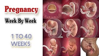 Pregnancy Calculator Week By Week  Fetal Development Week by Week  Pregnancy Symptoms Week by Week [upl. by Nealy]