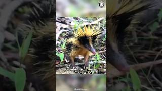 Streaked Tenrec 🦔 The Tiny Spiky Fury [upl. by Annohsat]