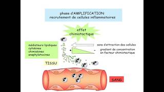 La réaction inflammatoire cours dimmunologie 2 [upl. by Ambrosia881]