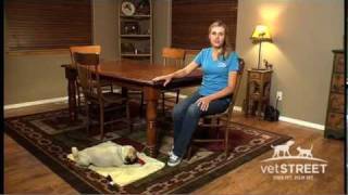 Teach Your Dog to Stop Begging [upl. by Cowie]