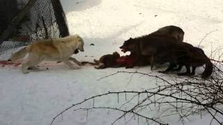 Timber Wolf Feeding Frenzy [upl. by Anastasio289]