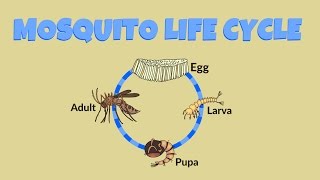 Mosquito Life Cycle  Life Cycle of a Mosquito [upl. by Neu]