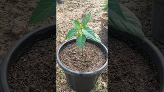 How to Grow Chilli Plants at Home [upl. by Boardman]