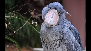 Shoebill  An Amazing Bird [upl. by Eenat260]