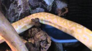 10ft Burmese Python VivariumCage [upl. by Fabi214]