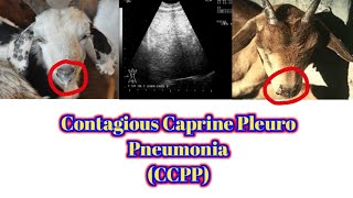 CCPP contagious caprine Pleuro Pneumonia  ccpp in goats  zukam kansee bakree  flu in goats sheep [upl. by Velick]