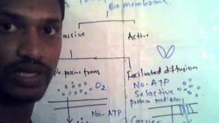 active passive transport in hindi [upl. by Fennell825]