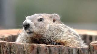 Video shows officer shoot groundhog as it crosses the road [upl. by Averil]