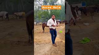 Horse Mela  Takiya Mela up shorts trending viral [upl. by Sindee757]