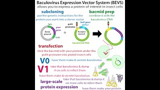 Baculovirus Expression Vector Systems getting insect cells to make protein for us [upl. by Nirual]