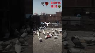 wite MOTi wala kabutar high flyer pigeon viralshort  Dhodial pigeon sports 🥵 [upl. by Inattirb]