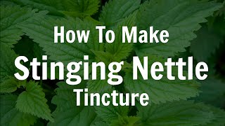 How To Make Fresh Stinging Nettle Tincture [upl. by Trilly17]