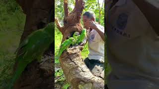 An old man walks across a lot of parrots in a holepart3parrot nature wildlife dance games uk [upl. by Dixon]