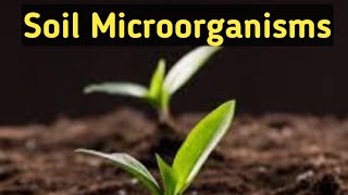 Soil MicrobiologySoil MicroorganismsImportanceTypesRohitMane Scientistracademy [upl. by Tnecnev]