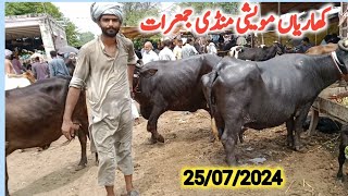 kharian maweshi mandi 25 jul 2024janwarmandi pkShazar Riaz official [upl. by Gery]