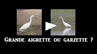 Grande aigrette ou Garzette [upl. by Rosanna]