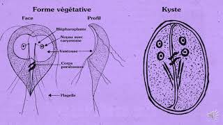 Giardia Intestinalis [upl. by Kcirdef]