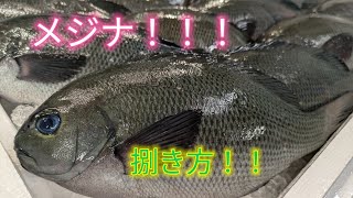 魚の捌き方メジナ捌き方 [upl. by Eireva15]