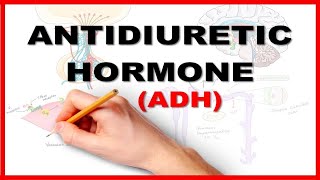 What is link between ADH Hormone amp BedWetting  ADHFunctions  bedwetting ADH kidney urine [upl. by Ilah416]