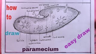 how to draw paramecium diagramdrawing paramecium [upl. by Enisaj784]