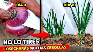 El MÉTODO más rápido para cultivar CEBOLLAS en CASA  Usa solo la base de una CEBOLLA [upl. by Tonie31]