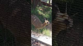 Klipspringer jumps on and off a rock at the Oakland Zoo [upl. by Earal]