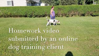 Tool to Help Reduce Dog Pulling on the Leash [upl. by Ermanno529]