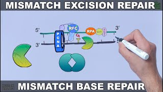 Mismatch Excision Repair in Eukaryotes [upl. by Trotter768]