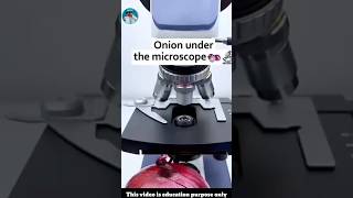 Onion under the microscope 🔬 [upl. by Edgar615]