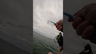 Striped Bass Topwater Fishing [upl. by Ynoep739]